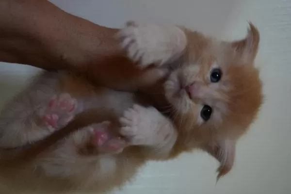 Kalitenin Adresi Big Claw Maine Coon