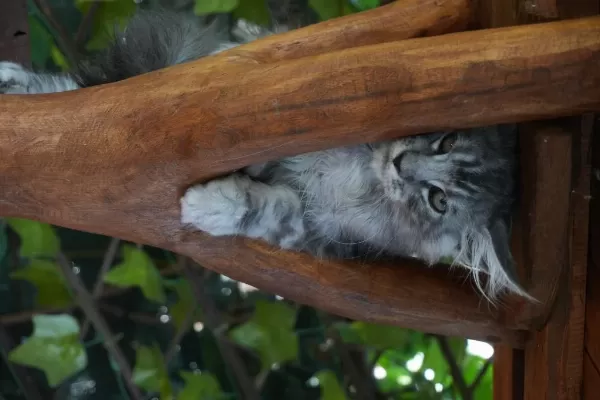 Kalitenin Adresi Big Claw Maine Coon