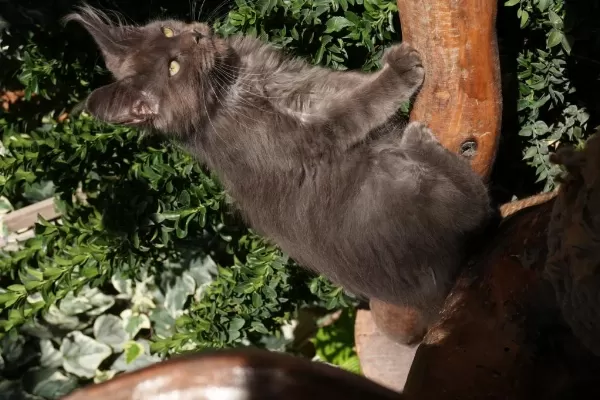 Kalitenin Adresi Big Claw Maine Coon