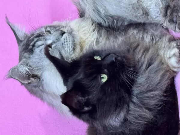 Kalitenin Adresi Big Claw Maine Coon