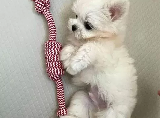 Mini Boy Maltese Yavrularımız