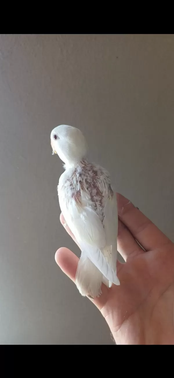 Yavru Sevda Papağanı