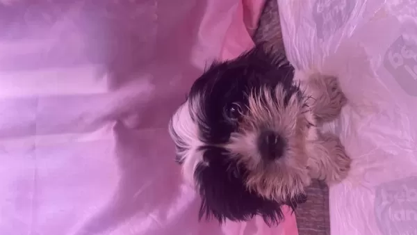 Hipoalerjenik Köpektir