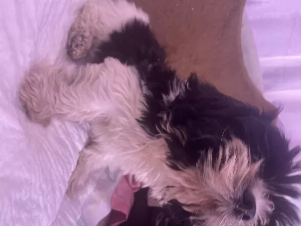 Hipoalerjenik Köpektir