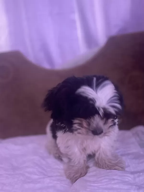 Hipoalerjenik Köpektir