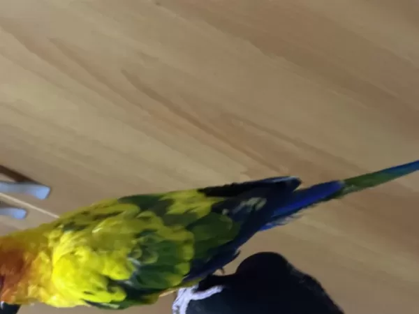 Harika Konur Papağanı