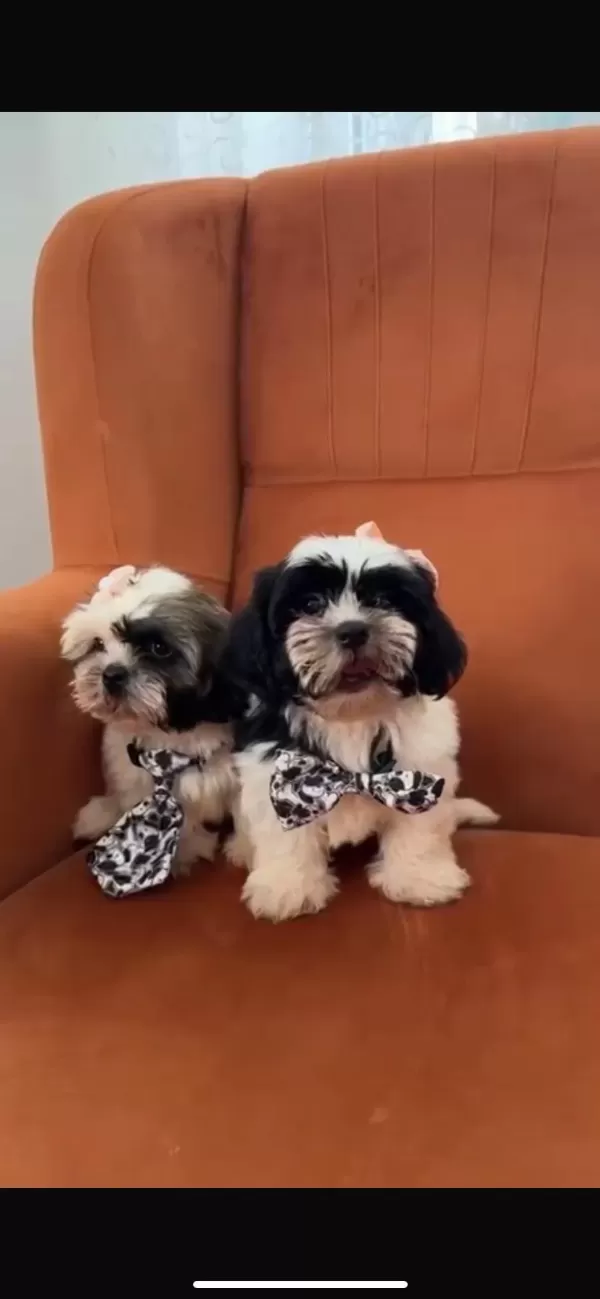 Cana Yakın Erkek Köpeğimiz Siyah Beyaz Olan Digeri Verildi