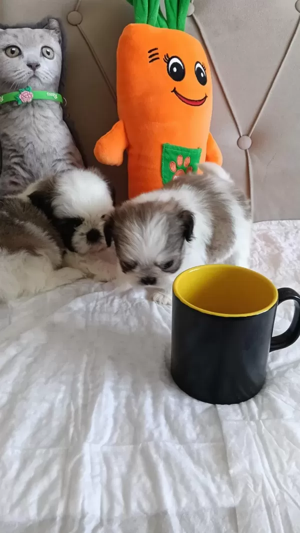 Shih Tzu Ev Bebekleri