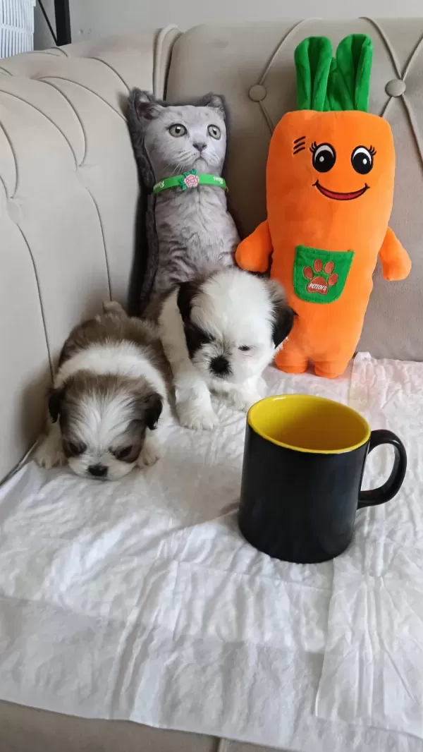 Shih Tzu Ev Bebekleri