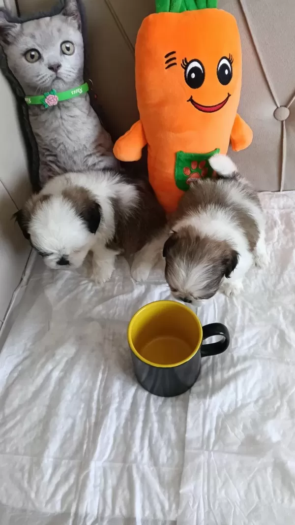 Shih Tzu Ev Bebekleri