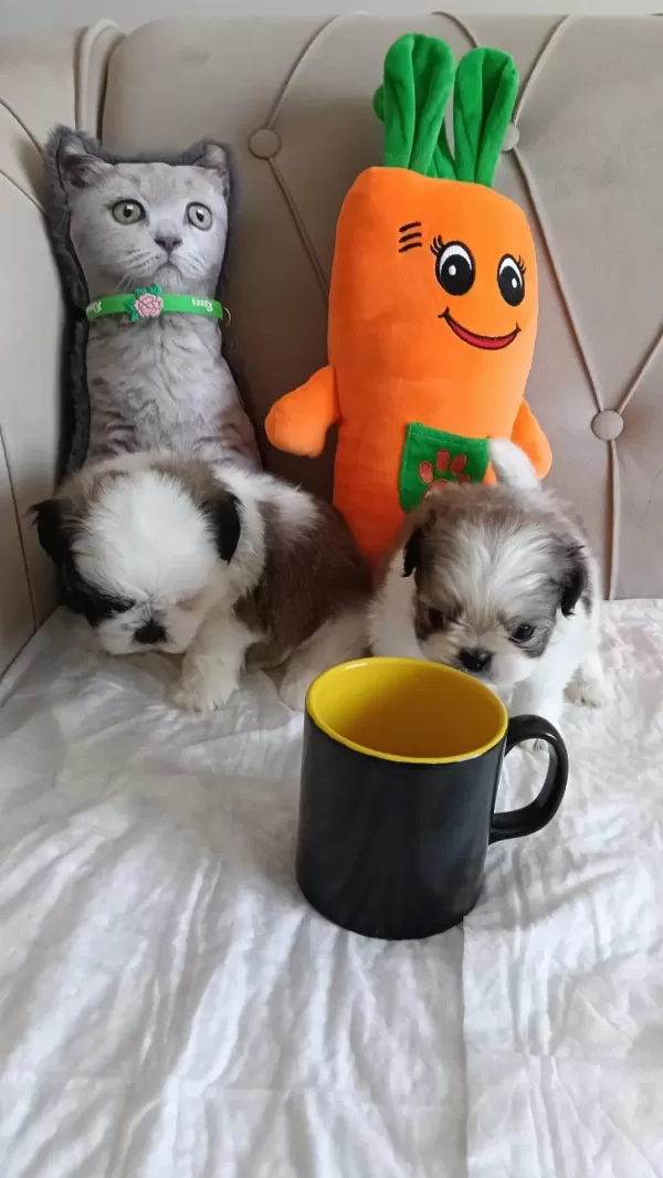 Shih Tzu Ev Bebekleri