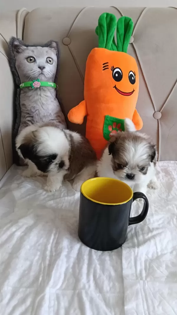 Shih Tzu Ev Bebekleri