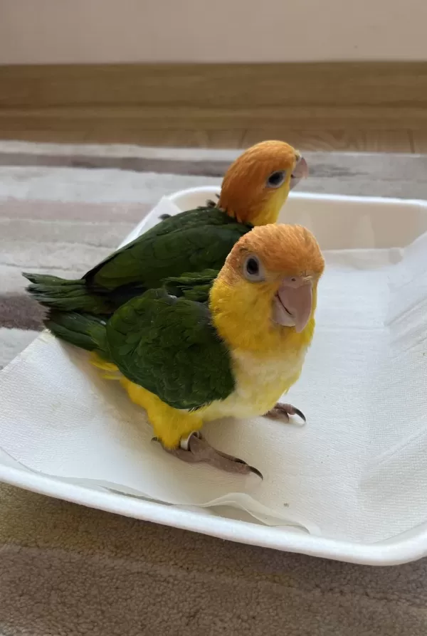 Caique El Besleme Bebekleri