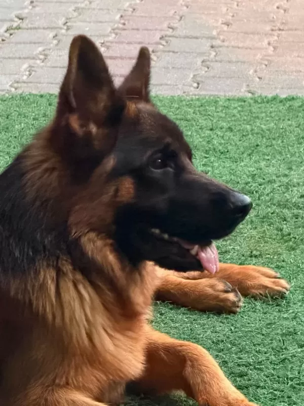 11 Aylık Erkek Alman Kurdu Şecereli
