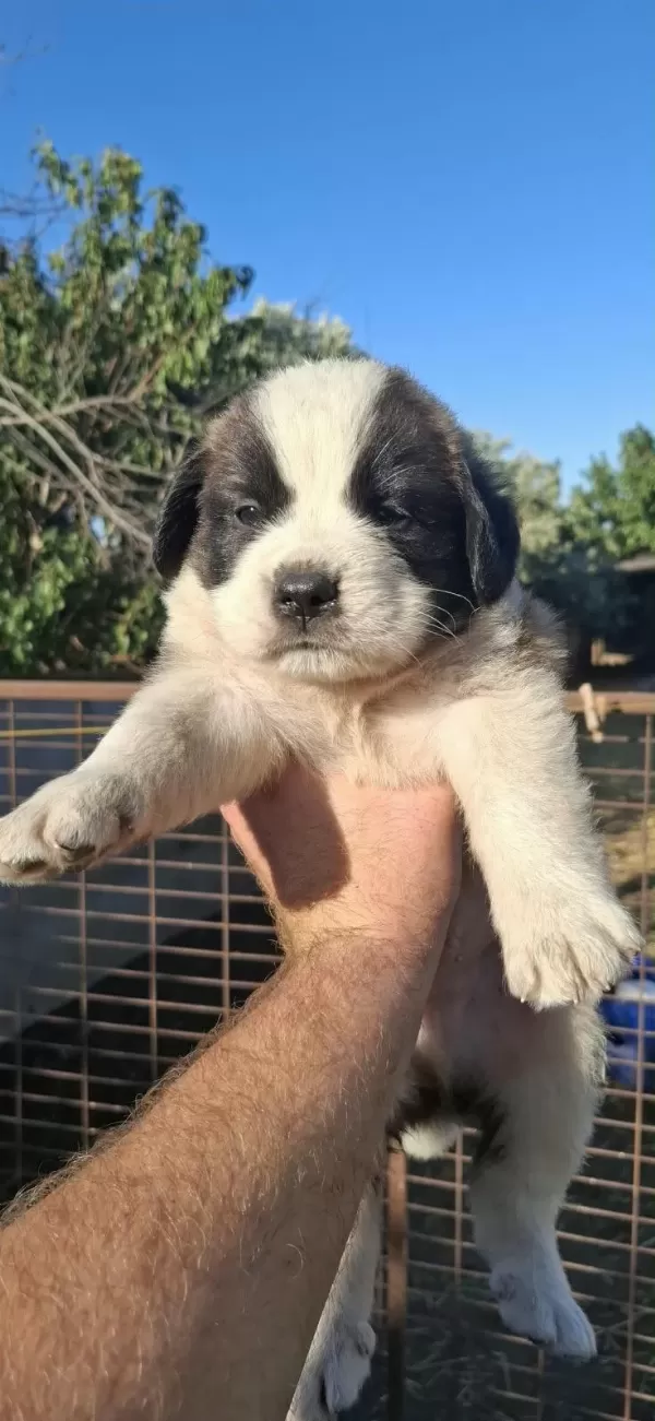 Safkan St Bernard Bethowan Yavruları