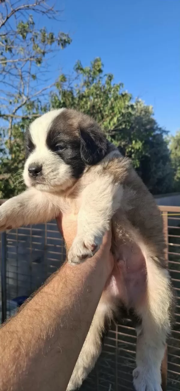 Safkan St Bernard Bethowan Yavruları