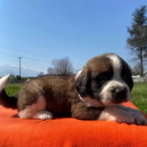 Saint Bernard Bebekler
