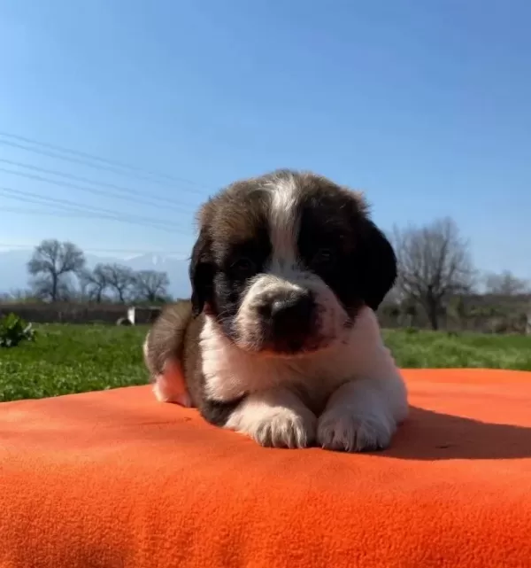 Saint Bernard Bebekler