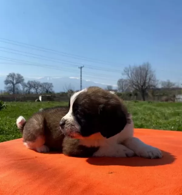 Saint Bernard Bebekler