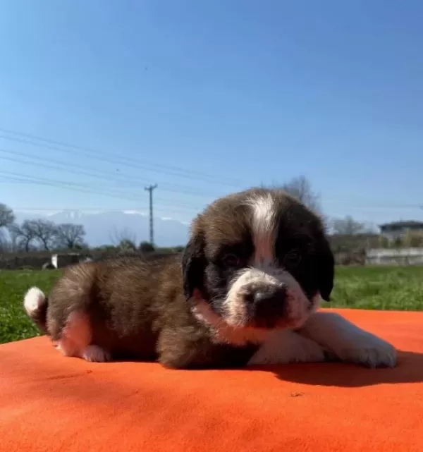 Saint Bernard Bebekler