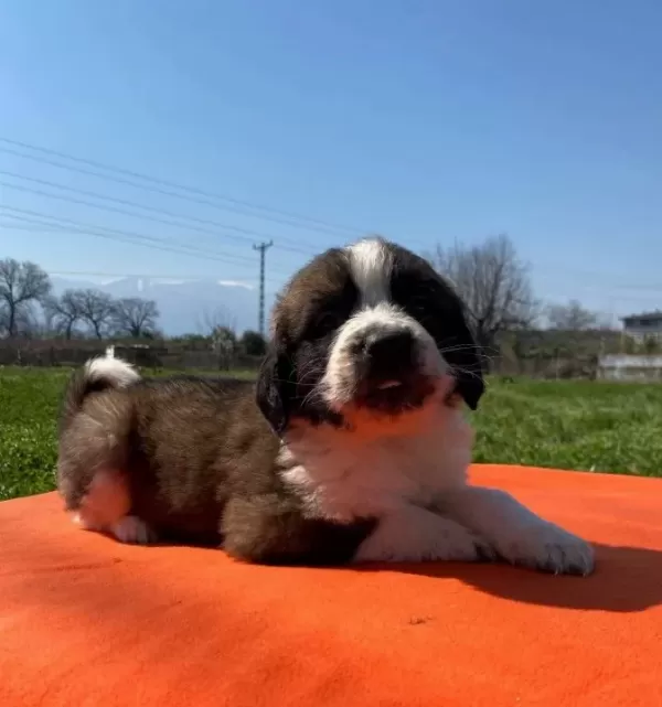Saint Bernard Bebekler