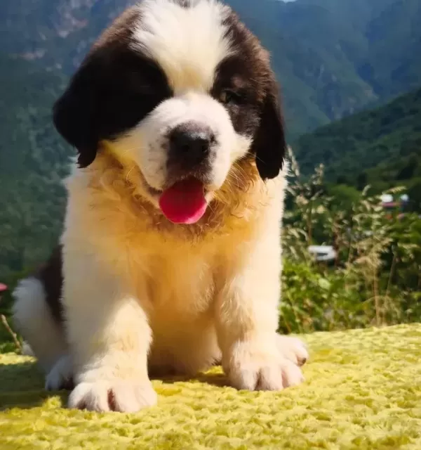 Hei̇di̇ Ni̇n Köpeği̇ Sai̇nt Bernard Yavrular