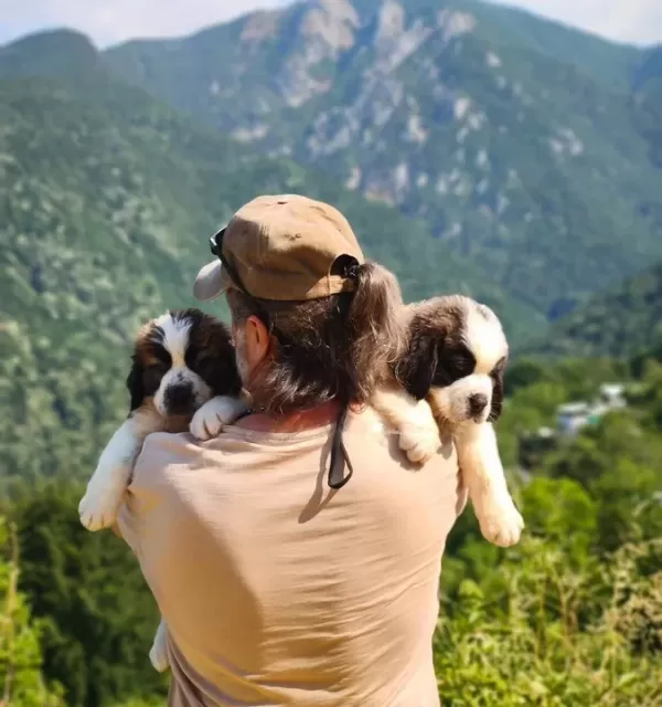 Hei̇di̇ Ni̇n Köpeği̇ Sai̇nt Bernard Yavrular