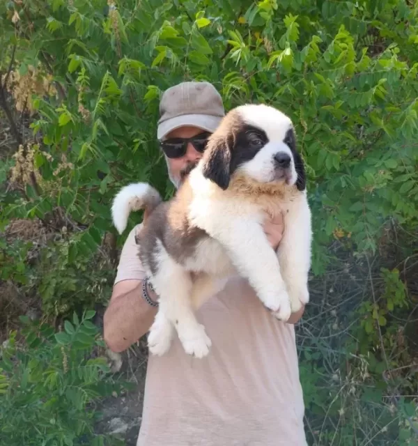 Hei̇di̇ Ni̇n Köpeği̇ Sai̇nt Bernard Yavrular