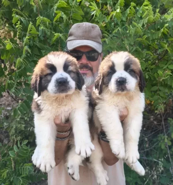 Hei̇di̇ Ni̇n Köpeği̇ Sai̇nt Bernard Yavrular