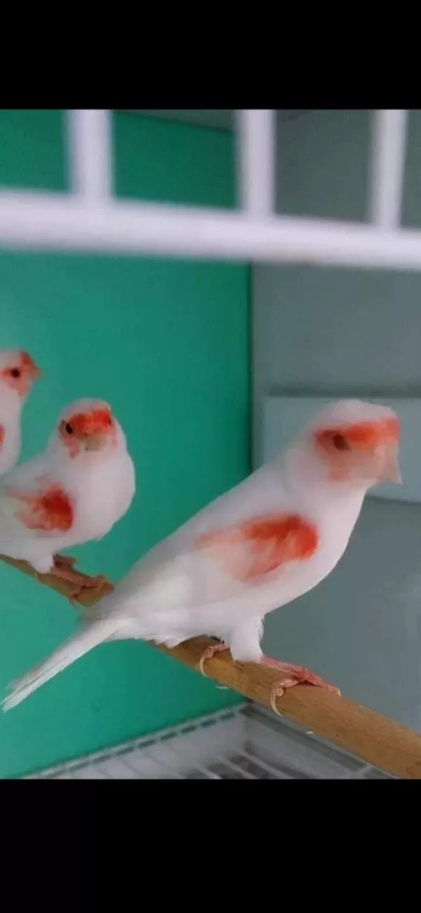 Enfes Ötümlü Almozaik Kanarya