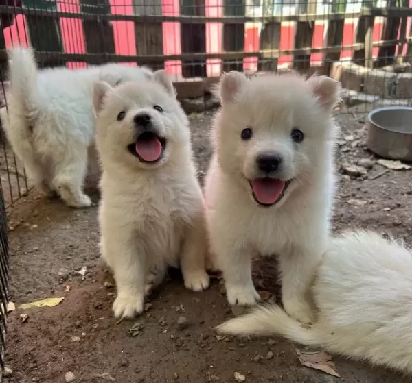 Kartopu Samoyed Yavru Safkan