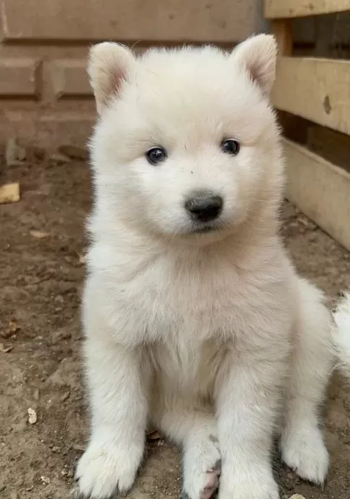 Kartopu Samoyed Yavru Safkan
