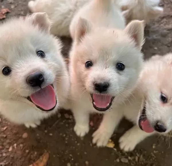 Kartopu Samoyed Yavru Safkan