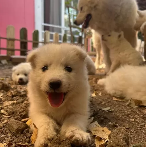 Kartopu Samoyed Yavru Safkan
