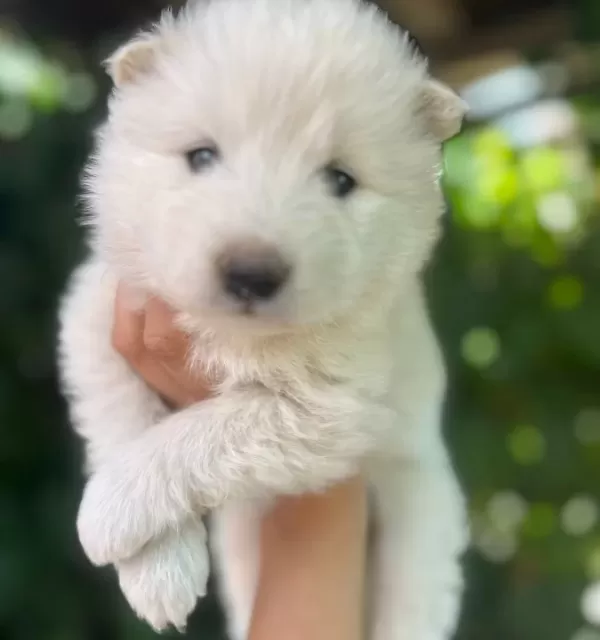 Kartopu Samoyed Yavru Safkan