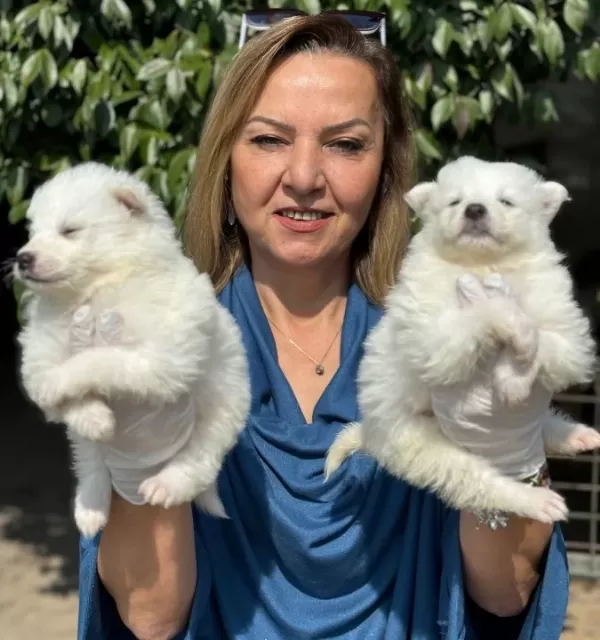 Gülen Surat Efsane Samoyed Yavrularımız