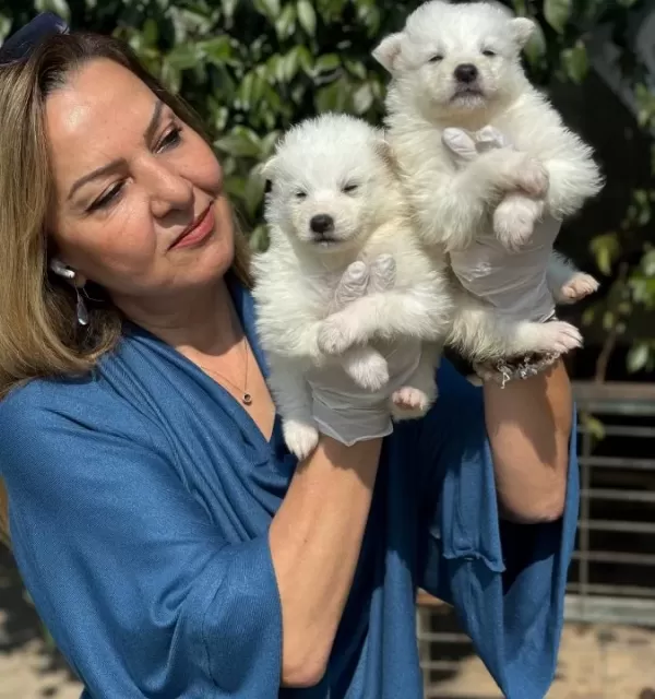 Gülen Surat Efsane Samoyed Yavrularımız