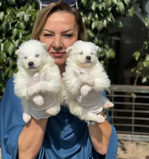 Gülen Surat Efsane Samoyed Yavrularımız