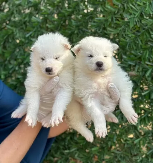 Gülen Surat Efsane Samoyed Yavrularımız
