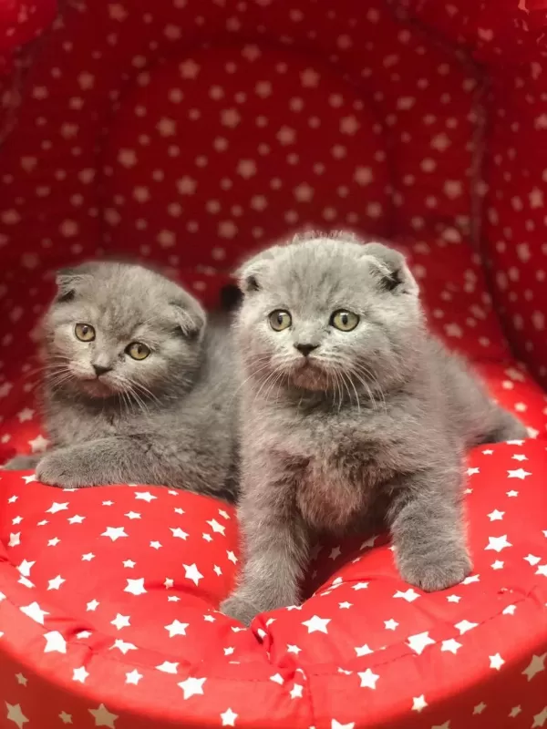 Scottish Fold Gri Yavrularim