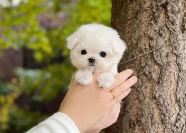 Numara Bichon Fri̇se Yavrular