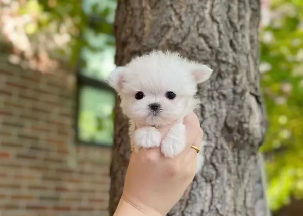 Numara Bichon Fri̇se Yavrular