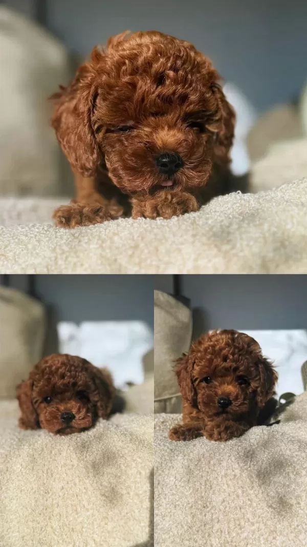 Kore Poodle Yavrularımız 0 Boy İrk Garantili Bebeklerim