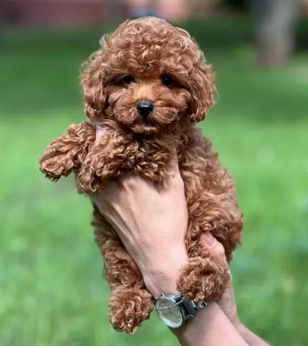 Kg Garantili Kore Toy Poodle Yavrularımız