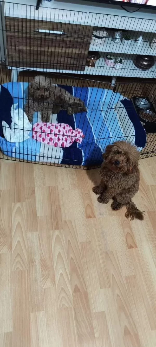 Orjinal Yavru Dişi Poodle
