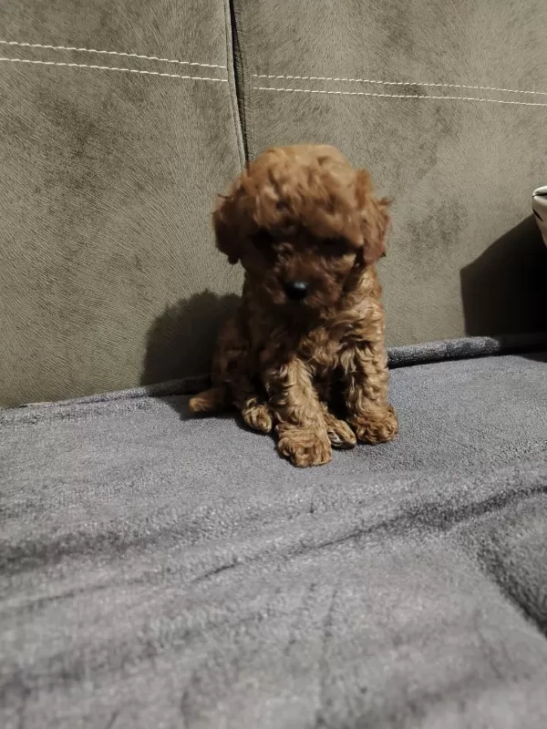 Orjinal Yavru Dişi Poodle