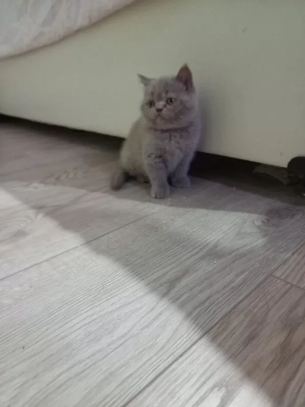 Lilac Dişi British Shorthair Yavrular
