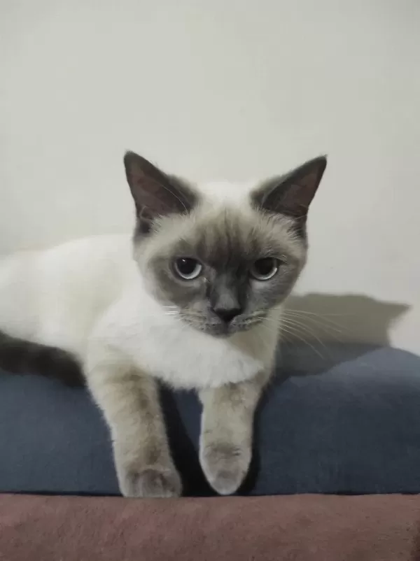 British Shorthair Yavrular