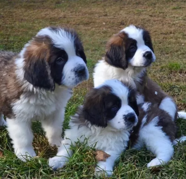 St Bernard Son Erkek Yavru