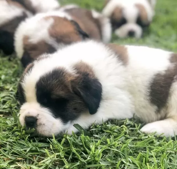 St Bernard Son Erkek Yavru